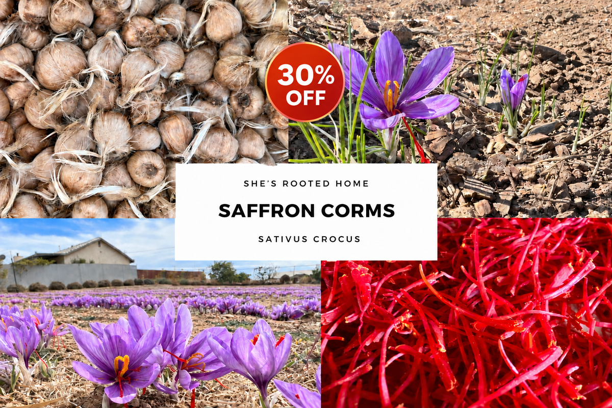 Try Saffron – 12 Large Corms