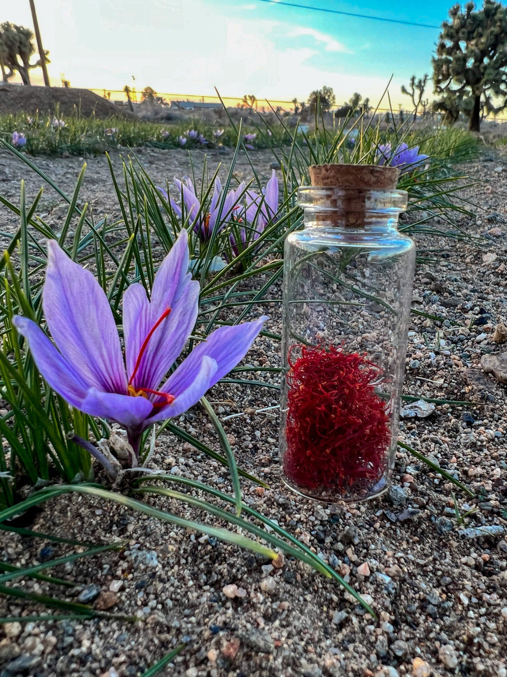 Try Saffron – 12 Large Corms